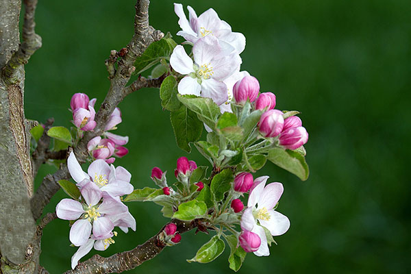 Das Bild zeigt einen blühenden Zweig eines Apfelbaums. Die Blüten sind teils geöffnet und zeigen zarte Blütenblätter. Einige Blütenknospen sind noch geschlossen. Die Blätter des Zweigs bilden einen schönen Kontrast zu den Blüten. Der Hintergrund ist unscharf, wodurch die Blüten im Vordergrund hervorgehoben werden.
