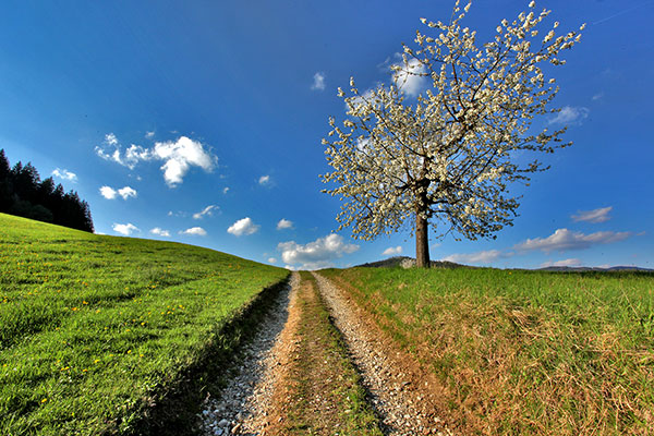 Blick auf einen Feldweg, der bergauf führt.