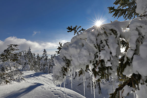 Sonniger Tag mit verschneiten Bäumen