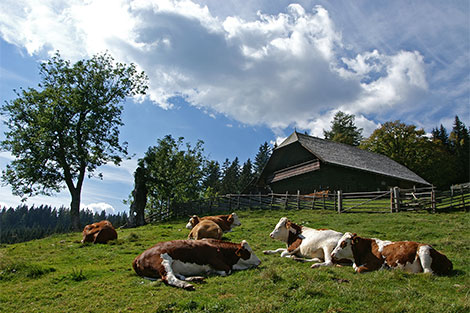Blick zum Geburtshaus von Peter Rosegger, davor liegen gefleckte Kühe