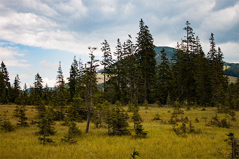 Die Landschaft der Teichalm mit Blick auf die Wiesen, Wälder und Almen