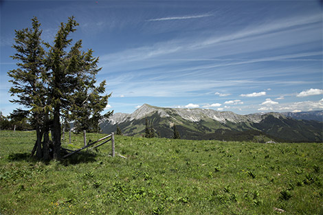 Blick auf die Berge und Wiesen - links befindet sich ein einzelner Baum.