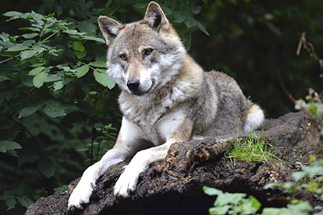 Ein Wolf sitzend auf einem Stein